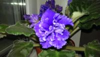 Лот: 5289813. Фото: 2. Фиалка синяя с оборкой (лист). Комнатные растения и уход