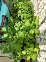 Лот: 25355697. Фото: 2. Помидорная рассада. Семена, рассада, садовые растения