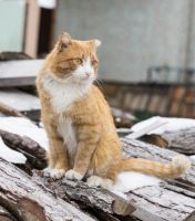 Лот: 6659178. Фото: 4. Кот мышелов. Красноярск