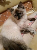 Лот: 7841696. Фото: 2. Сиамская пушистая кошечка ищет... Животные и уход