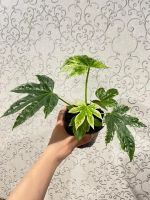 Лот: 21781167. Фото: 2. Фатсия вариегата. Комнатные растения и уход