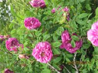 Лот: 5355434. Фото: 5. Роза морщинистая «Царица Севера...