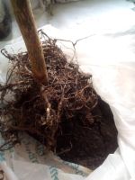 Лот: 17555443. Фото: 3. шефлера взрослая. Растения и животные