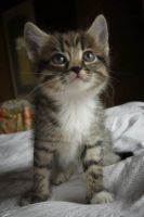 Лот: 10359247. Фото: 3. Отдам в хорошие руки котят. Растения и животные