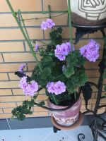 Лот: 11757789. Фото: 2. Пеларгония ампельная взрослое... Комнатные растения и уход