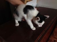 Лот: 4405014. Фото: 2. Отдам котенка, 2 месяца, в хорошие... Животные и уход