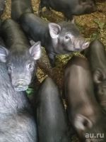 Лот: 17699663. Фото: 2. Вьетнамские свиньи. Животные и уход