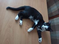 Лот: 17063820. Фото: 2. Коты домашние. Животные и уход