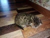 Лот: 20535463. Фото: 2. Котята шотландские вислоухие. Животные и уход