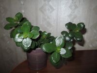 Лот: 4726364. Фото: 2. каланхоэ. Комнатные растения и уход