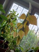 Лот: 20846131. Фото: 2. Колеус большой цветет растение... Комнатные растения и уход