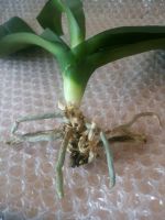 Лот: 9378101. Фото: 4. Орхидея. Красноярск