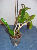 Лот: 1338692. Фото: 2. орхидея дендробиум Den.Johney... Комнатные растения и уход