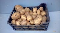 Лот: 14856643. Фото: 5. Картофель