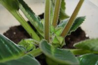 Лот: 4152909. Фото: 4. Глоксиния в горшке (цена - за... Красноярск