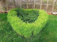 Лот: 11650424. Фото: 4. Кохия, рассада. Красноярск