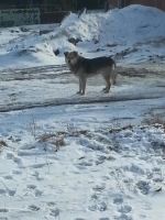 Лот: 11349461. Фото: 5. Подарю щенков!