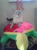 Лот: 2576485. Фото: 2. Голубоглазый котик, 6 мес. Животные и уход