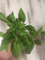 Лот: 12793513. Фото: 2. Базилик Зелёный Свежий #greenkrsk24. Продукты