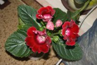 Лот: 4213340. Фото: 5. Глоксиния красная 3 (всё растение...