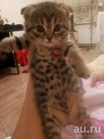 Лот: 10844523. Фото: 2. Котёнок британка вислоухая, девочка. Животные и уход