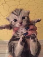 Лот: 6908473. Фото: 13. Котята мраморные шотландские прямоухие...