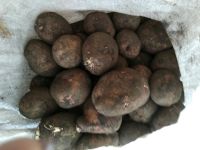 Лот: 11403944. Фото: 5. картофель сорта "Ред Скарлет...