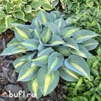 Лот: 25439277. Фото: 3. Хоста Катерина (hosta Catherine... Для дачи, дома, огорода, бани, парка