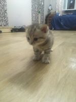 Лот: 16411810. Фото: 5. Котята шотландские