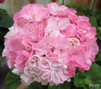 Лот: 13566110. Фото: 2. Пеларгония Dovepoint. Комнатные растения и уход