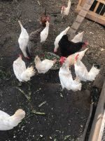 Лот: 1438884. Фото: 4. Курица / куры / кура / курочка... Красноярск