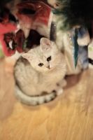 Лот: 10681633. Фото: 3. Британский котенок № 1 - мальчик... Растения и животные