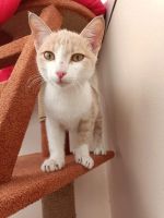 Лот: 20840107. Фото: 4. Котенок. Красноярск