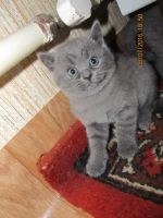 Лот: 7978394. Фото: 2. британец. Животные и уход