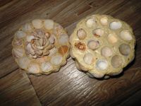 Лот: 8075216. Фото: 4. Шкатулка из ракушек, ручная работа. Красноярск
