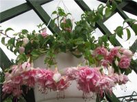 Лот: 4040371. Фото: 3. Фуксия махровая Natasha Sinton. Растения и животные