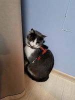 Лот: 25900266. Фото: 3. Котик 1.5 месяца ищет любящих...