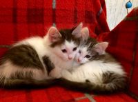 Лот: 18122545. Фото: 3. Котята. Растения и животные