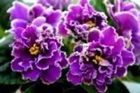 Лот: 7028450. Фото: 2. Фиалка ЛЕ-Опиум, взрослая. Комнатные растения и уход