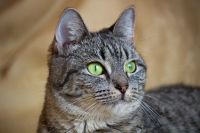 Лот: 3068943. Фото: 3. Зеленоглазая киса мечтает найти... Растения и животные
