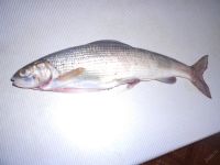 Лот: 5792107. Фото: 2. Хариус(слабосоленый). Продукты