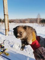 Лот: 21360269. Фото: 2. Отдам пушистиков. Животные и уход