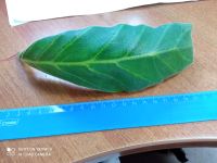 Лот: 21982197. Фото: 3. Глоксиния лист. красная. Растения и животные