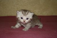 Лот: 5178860. Фото: 4. Котенок. Кошечка Шотладсая. Красноярск