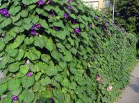 Лот: 12876793. Фото: 2. Семена ипомеи, смесь окрасок -... Семена, рассада, садовые растения