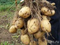 Лот: 11315396. Фото: 2. Картофель (картошка) Аврора семенной... Семена, рассада, садовые растения