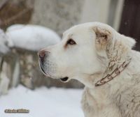 Лот: 7271625. Фото: 7. Щенки (Алабай)