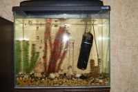 Лот: 7858069. Фото: 2. Аквариум. Аквариумистика
