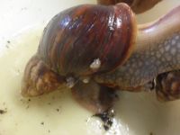 Лот: 4340474. Фото: 2. улитки. Аквариумистика