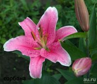 Лот: 15418042. Фото: 3. Лилии Восточные 14\16(луковица... Для дачи, дома, огорода, бани, парка